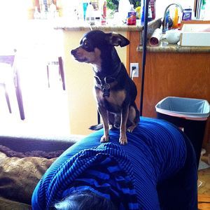 Meet your Posher, Memis